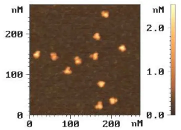 Топография поверхности подложки с отдельными молекулами иммуноглобулина G Топография поверхности подложки с отдельными молекулами иммуноглобулина G