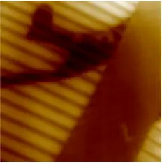 Топография 15х15 нм Топография 15х15 нм