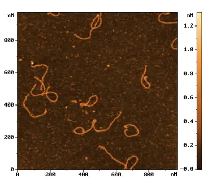 Топография поверхности подложки с отдельными молекулами коллагена Топография поверхности подложки с отдельными молекулами коллагена
